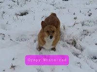 male 2, a male Pembroke Welsh Corgi for sale in Milton, FL – Photo 5 of 10