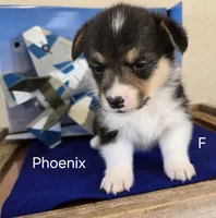Phoenix, a female Pembroke Welsh Corgi for sale in Milton, FL – 4 of 7