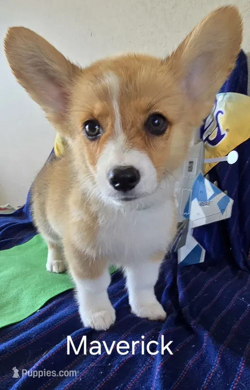 Maverick – Pembroke Welsh Corgi puppy for sale in Milton, FL