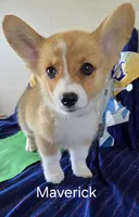 Maverick, a male Pembroke Welsh Corgi for sale in Milton, FL – 3 of 9