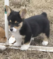 Groom 1, a male Pembroke Welsh Corgi for sale in Milton, FL – Photo 3 of 10