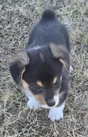 Groom 1, a male Pembroke Welsh Corgi for sale in Milton, FL – Photo 5 of 10