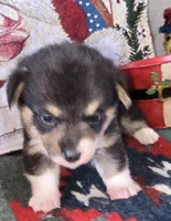 Groom 1, a male Pembroke Welsh Corgi for sale in Milton, FL – Photo 9 of 10