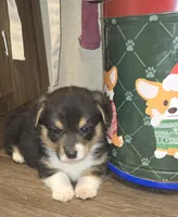 Groom 1, a male Pembroke Welsh Corgi for sale in Milton, FL – Photo 4 of 10