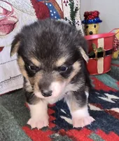 Groom 1, a male Pembroke Welsh Corgi for sale in Milton, FL – Photo 8 of 10