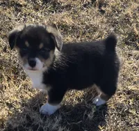 Groom 1, a male Pembroke Welsh Corgi for sale in Milton, FL – Photo 2 of 10