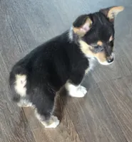 Groom 1, a male Pembroke Welsh Corgi for sale in Milton, FL – Photo 1 of 10