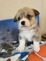 Halo-Orange, a female Pembroke Welsh Corgi for sale in Milton, FL – 10 of 10