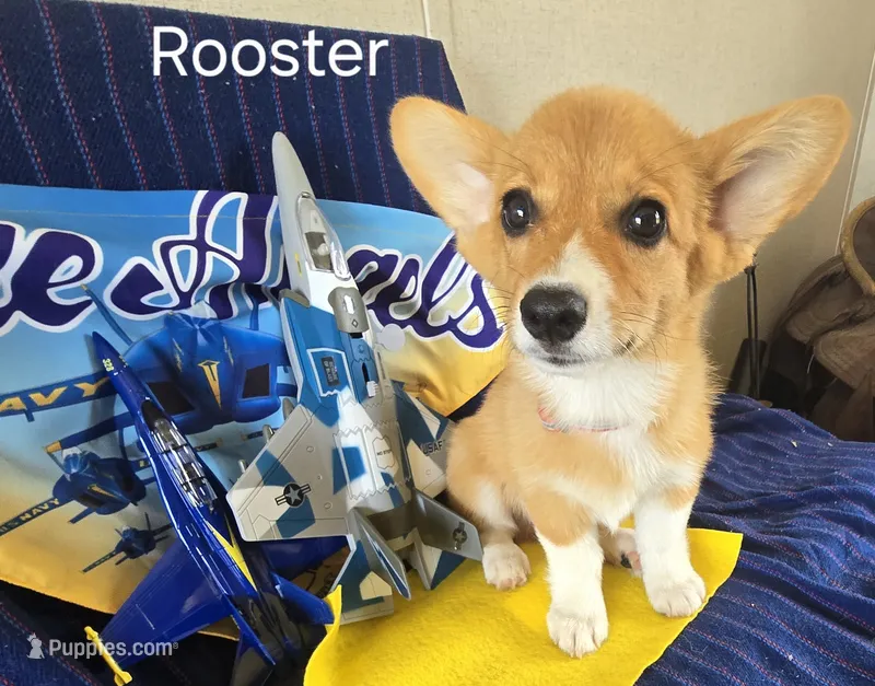 Rooster -yellow  – Pembroke Welsh Corgi puppy for sale in Milton, FL