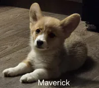 Maverick, a male Pembroke Welsh Corgi for sale in Milton, FL – 1 of 9