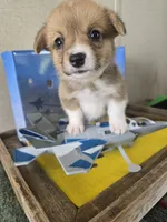 Rooster -yellow , a male Pembroke Welsh Corgi for sale in Milton, FL – 6 of 9