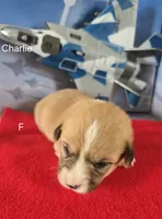 CHARLIE, a female Pembroke Welsh Corgi for sale in Milton, FL – 2 of 2