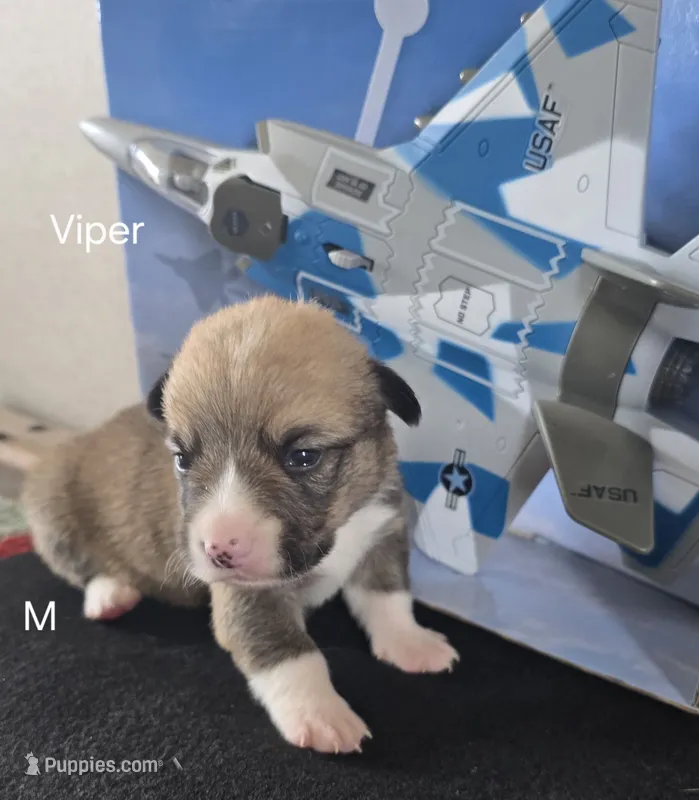 Viper black – Pembroke Welsh Corgi puppy for sale in Milton, FL