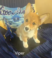 Viper black, a male Pembroke Welsh Corgi for sale in Milton, FL – 3 of 8