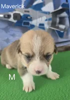 Maverick, a male Pembroke Welsh Corgi for sale in Milton, FL – 2 of 3