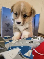 CHARLIE, a female Pembroke Welsh Corgi for sale in Milton, FL – 7 of 7