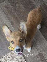 Viper black, a male Pembroke Welsh Corgi for sale in Milton, FL – 5 of 10