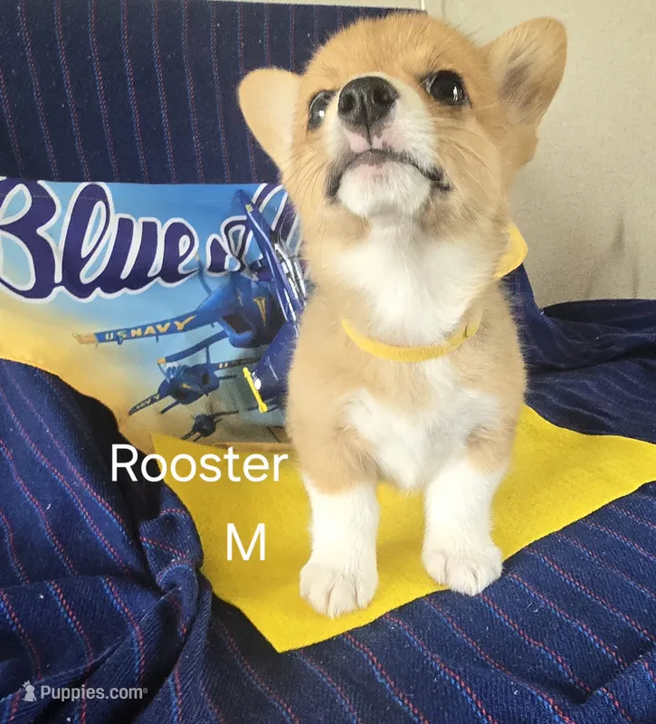 Rooster -yellow  – Pembroke Welsh Corgi puppy for sale in Milton, FL