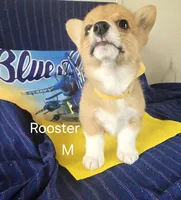 Rooster -yellow , a male Pembroke Welsh Corgi for sale in Milton, FL – 1 of 9