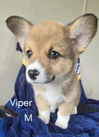 Viper black, a male Pembroke Welsh Corgi for sale in Milton, FL – 6 of 10