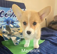 Maverick, a male Pembroke Welsh Corgi for sale in Milton, FL – 3 of 8