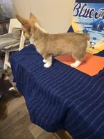 Halo-Orange, a female Pembroke Welsh Corgi for sale in Milton, FL – 2 of 10