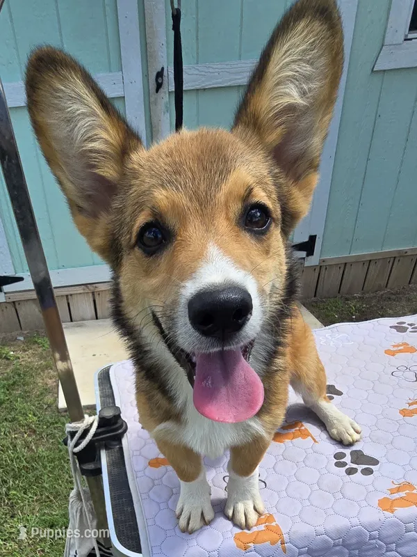 Viper black – Pembroke Welsh Corgi puppy for sale in Milton, FL