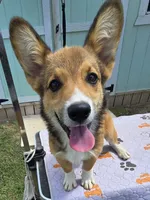 Viper black, a male Pembroke Welsh Corgi for sale in Milton, FL – 1 of 10