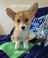 Maverick, a male Pembroke Welsh Corgi for sale in Milton, FL – 4 of 9
