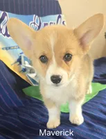 Maverick, a male Pembroke Welsh Corgi for sale in Milton, FL – 1 of 8