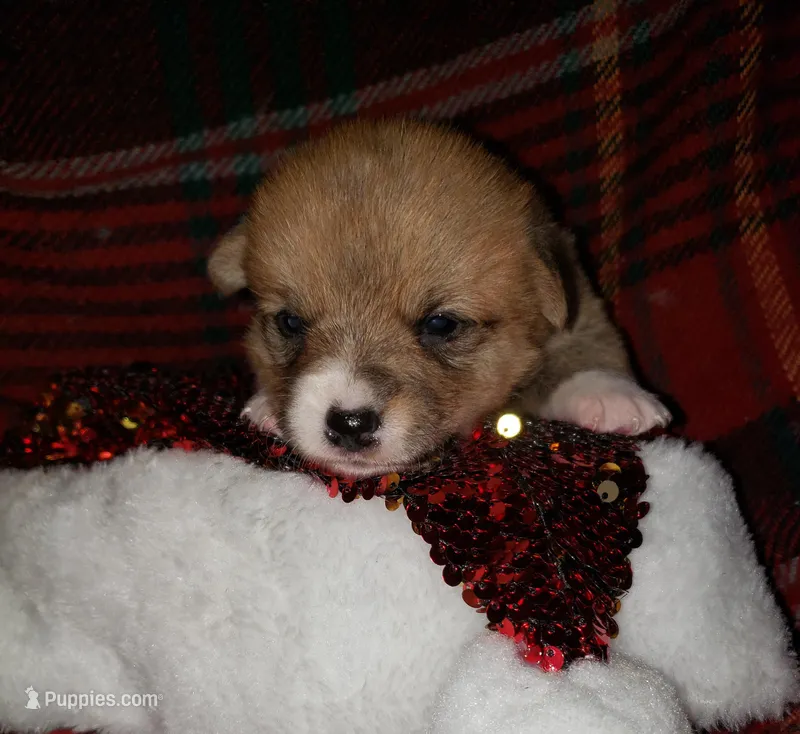 female white, a female Pembroke Welsh Corgi for sale in Milton, FL – Photo 1 of 7
