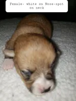 female white, a female Pembroke Welsh Corgi for sale in Milton, FL – Photo 3 of 7