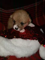 female white, a female Pembroke Welsh Corgi for sale in Milton, FL – Photo 2 of 7