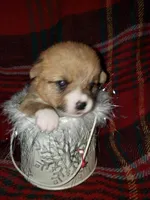 female white, a female Pembroke Welsh Corgi for sale in Milton, FL – Photo 4 of 7