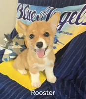 Rooster -yellow , a male Pembroke Welsh Corgi for sale in Milton, FL – 6 of 8