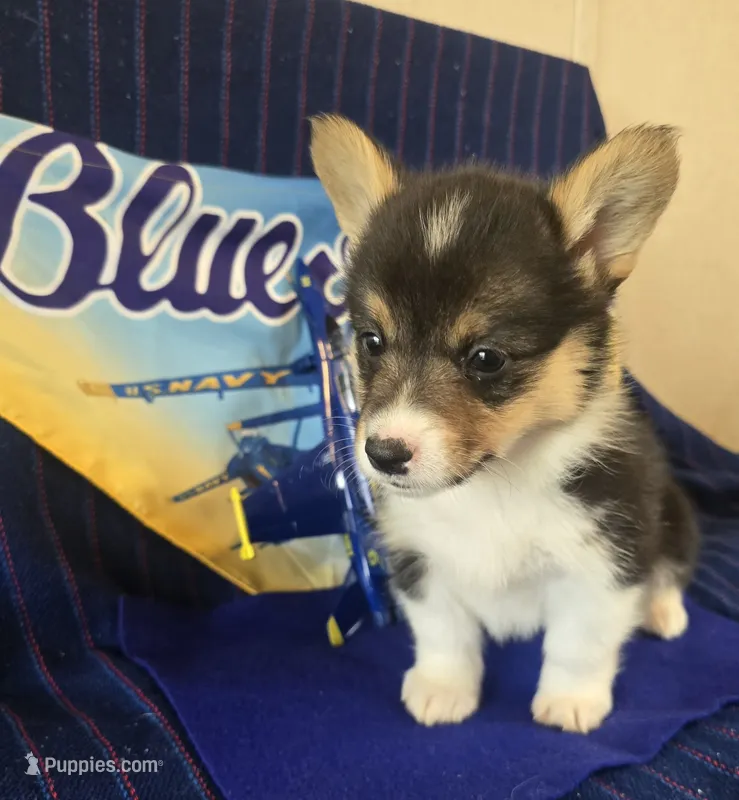 Phoenix – Pembroke Welsh Corgi puppy for sale in Milton, FL