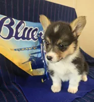 Phoenix, a female Pembroke Welsh Corgi for sale in Milton, FL – 1 of 7
