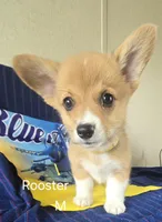 Rooster -yellow , a male Pembroke Welsh Corgi for sale in Milton, FL – 3 of 9