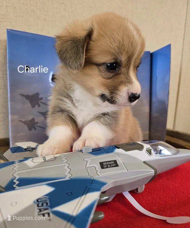 CHARLIE – Pembroke Welsh Corgi puppy for sale in Milton, FL