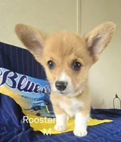 Rooster -yellow , a male Pembroke Welsh Corgi for sale in Milton, FL – 4 of 9