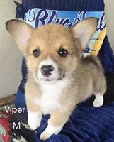 Viper black, a male Pembroke Welsh Corgi for sale in Milton, FL – 7 of 10
