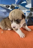 Halo-Orange, a female Pembroke Welsh Corgi for sale in Milton, FL – 4 of 4