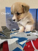 CHARLIE, a female Pembroke Welsh Corgi for sale in Milton, FL – 5 of 7