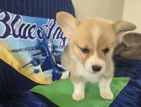 Maverick, a male Pembroke Welsh Corgi for sale in Milton, FL – 8 of 8