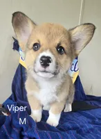 Viper black, a male Pembroke Welsh Corgi for sale in Milton, FL – 8 of 10