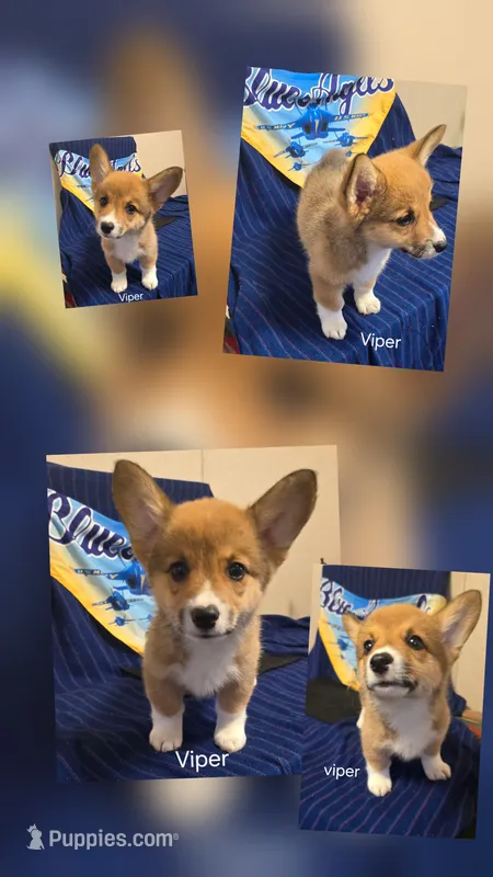 Viper black – Pembroke Welsh Corgi puppy for sale in Milton, FL