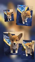 Viper black, a male Pembroke Welsh Corgi for sale in Milton, FL – 1 of 10