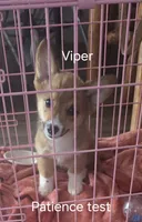 Viper black, a male Pembroke Welsh Corgi for sale in Milton, FL – 4 of 8