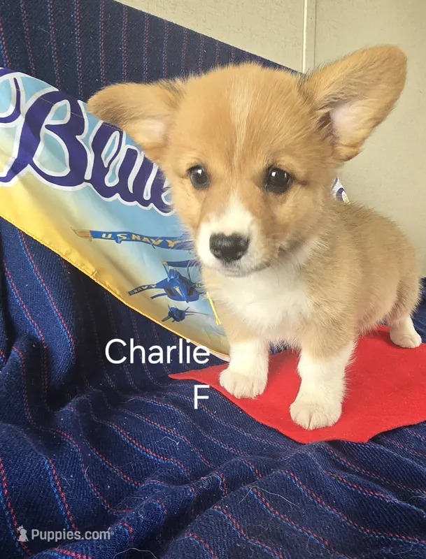 CHARLIE – Pembroke Welsh Corgi puppy for sale in Milton, FL
