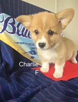 CHARLIE, a female Pembroke Welsh Corgi for sale in Milton, FL – 1 of 7